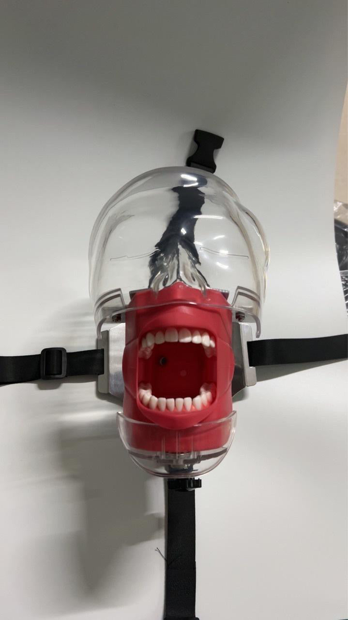 HEAD MODEL